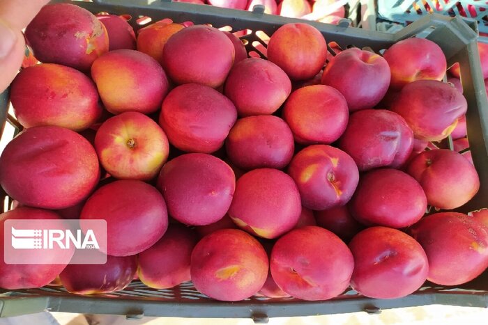 تلخی گرانی زیر پوست میوه‌های نوبرانه خراسان‌شمالی