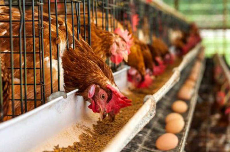 واحدهای مرغ تخم گذار خراسان رضوی در تنگنای جدی هستند