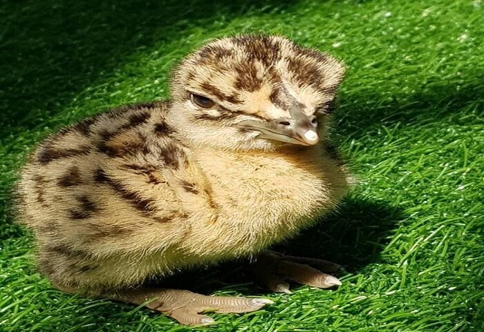 آییننامه ساماندهی آثار طبیعی به زودی ابلاغ میشود