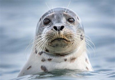 بحران زیستمحیطی در سواحل مازندران؛ لاشه ۱۶ فُک در خزر پیدا شد