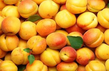 کاهش ۵۵ درصدی تولید زردآلودی شاهرود بر اثر سرمازدگی