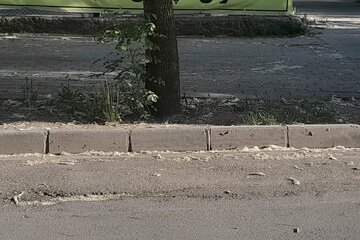 کُرک‌های دردسرساز صنوبرهای اردبیل
