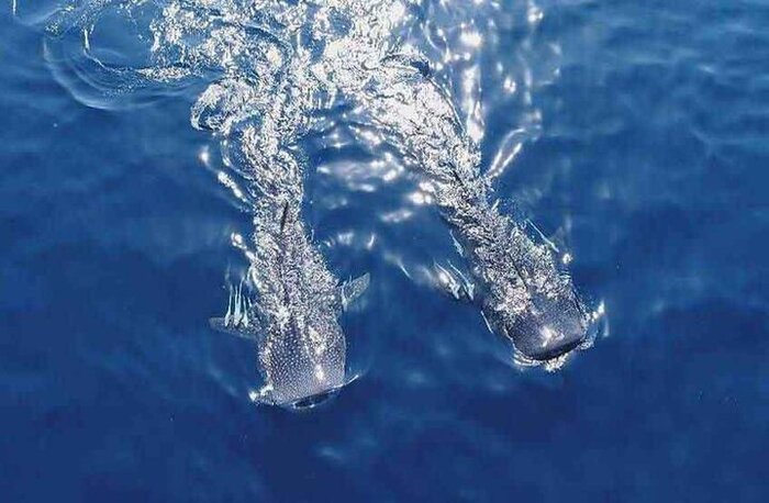 مستند "آخرین کوسه نهنگ" در جشنواره "رین دانس" لندن روی پرده میرود