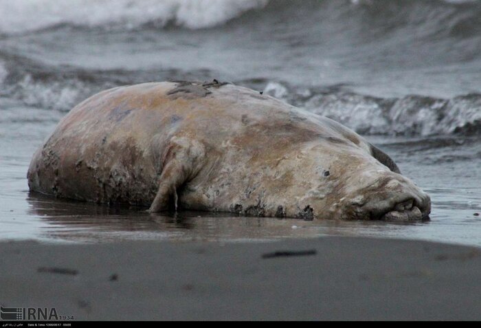 دغدغه ملی برای نجات فُکهای خزری