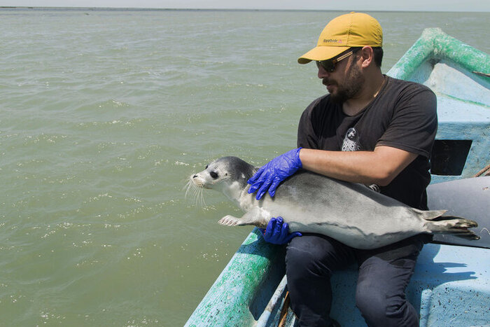 دغدغه ملی برای نجات فُکهای خزری