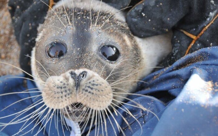 دغدغه ملی برای نجات فُکهای خزری