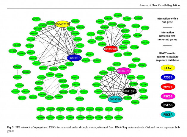 تسریع رشد، افزایش مقاومت و بهبود عملکرد گیاه کلزای ایرانی