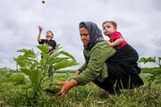 عضویت رایگان ۶۷۰۰ مادر زنجانی دارای سه فرزند و بیشتر در صندوق بیمه روستاییان