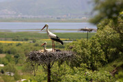 Las cigüeñas en los alrededores del lago Zaribar