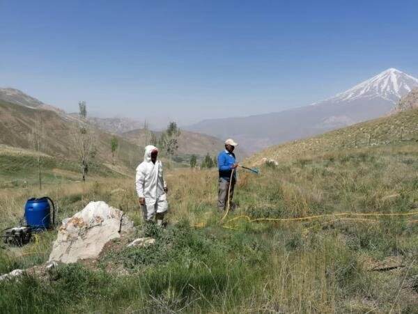 هشدار حمله ملخها به باغهای سیاه ریشه مازندران