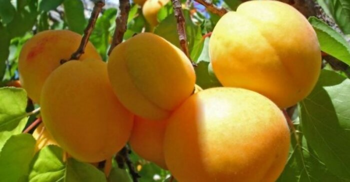 طعم دلنشین میوه یا بار پنهان قند برای بدن؟