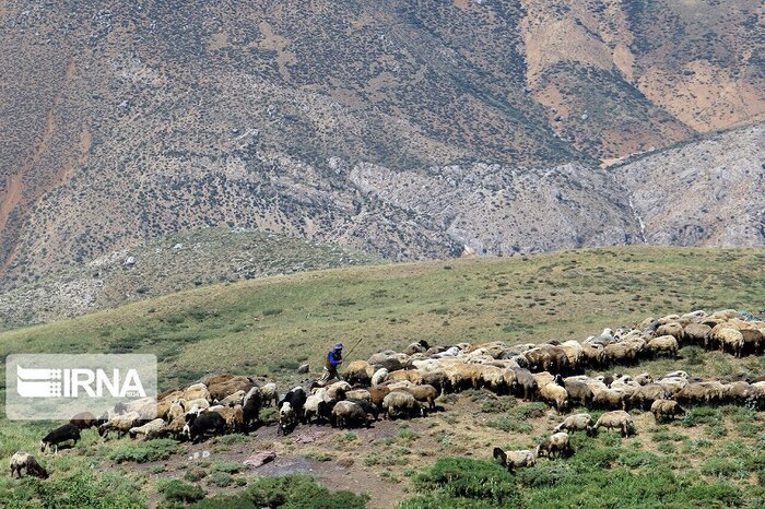 رشد گیاهان درمراتع بالادست مازندران کامل نشد؛ زمان کوچ دامداران اعلام خواهد شد