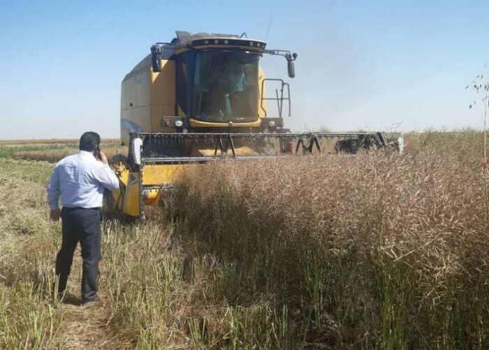معاون استاندار مازندران: ۱۲ هزار تن کلزا از کشاورزان استان خریداری شد