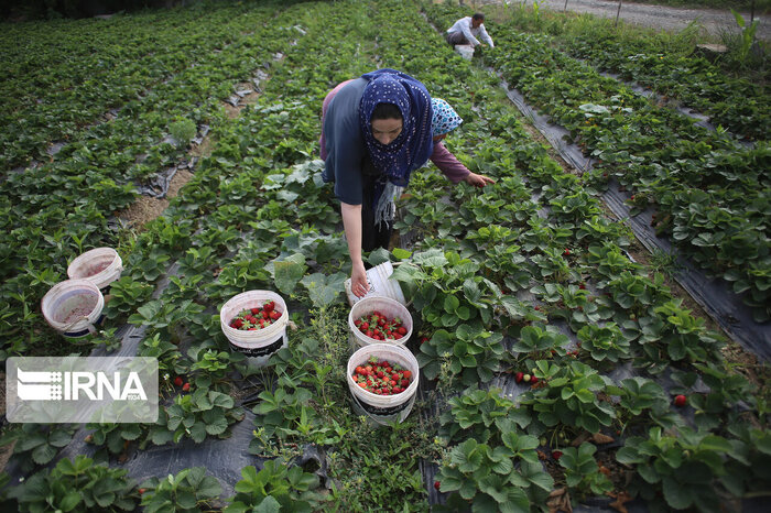 فرماندار بابلسر: اجرای طرح‌های اقتصادی در روستاها سرعت می‌گیرد
