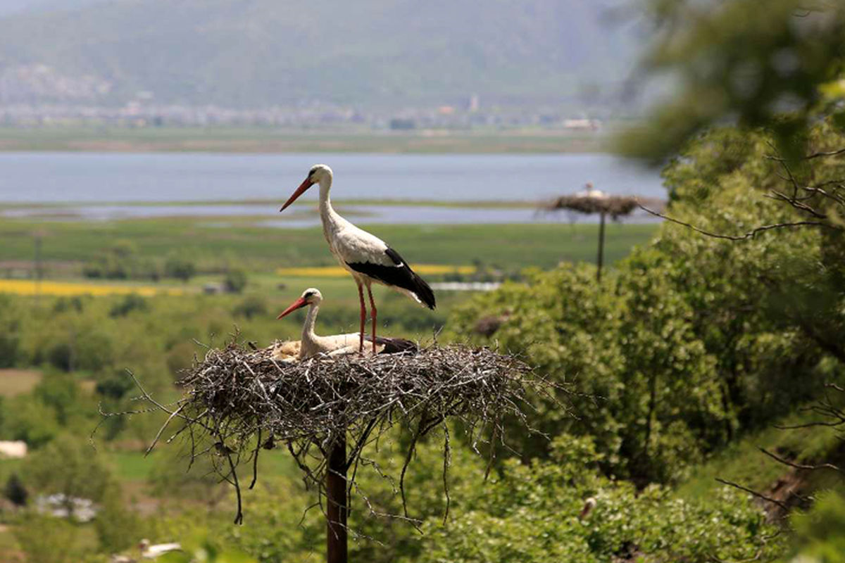 Las cigüeñas en los alrededores del lago Zaribar