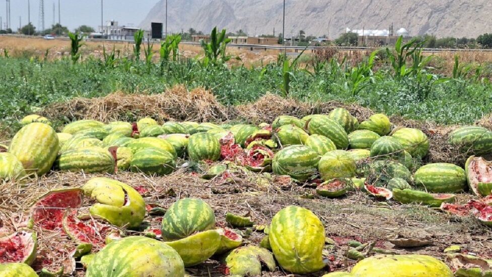 کمبود کامیون و مشکل فروش هندوانه کاران گچساران+ فیلم
