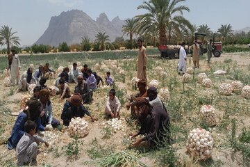 کشاورزان خاش خواستار حمایت دولت برای فروش محصول پیاز هستند + فیلم