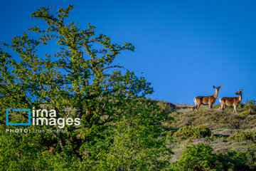 The Rudbarak forest in Iran