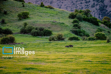 The Rudbarak forest in Iran
