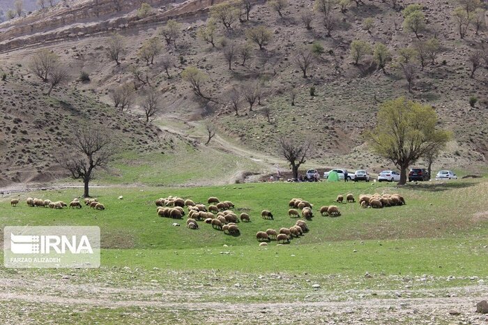 مراتع خراسان شمالی زیر فشار بیش از ۲ برابر ظرفیت دام