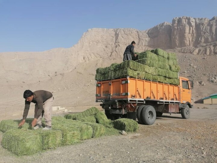 طبیعت خراسان‌شمالی در محاصره خشکسالی؛ وحوش تشنه‌اند