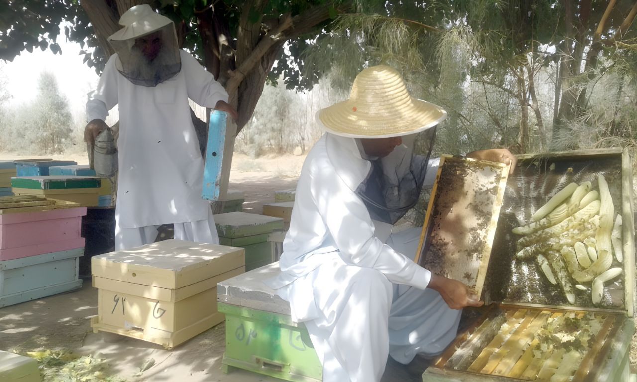 زنبورداری در خاش کسب و کاری سودآور با تولید سالانه ۷۵۰۰ کیلوگرم عسل