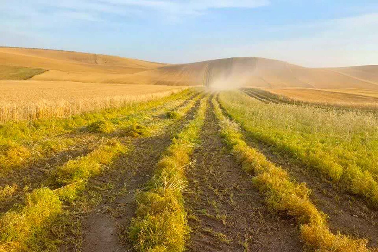 برداشت نخود و عدس از مزارع منطقه مغان استان اردبیل آغاز شد