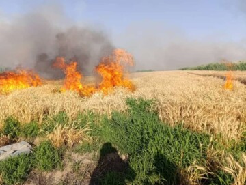 پاسخ مسئولان فارس به یک مطالبه عمومی ؛ امحای کشت‌های آلوده به فاضلاب + فیلم
