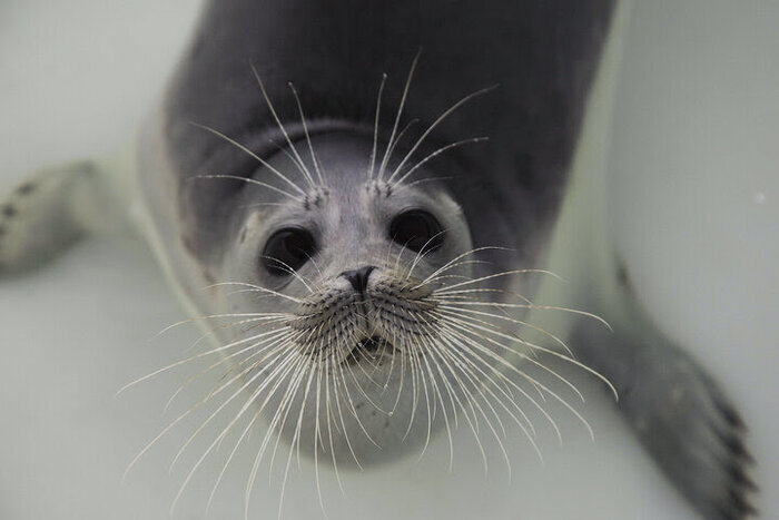 کشف ۲ لاشه فوک خزری در سواحل بابلسر و عباسآباد؛ شمار موارد تلف شده به ۲۸ قلاده رسید