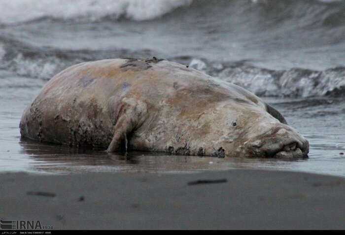 کشف ۲ لاشه فوک خزری در سواحل بابلسر و عباسآباد؛ شمار موارد تلف شده به ۲۸ قلاده رسید