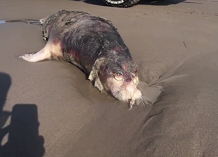 تغییرات اقلیمی و تلفات فوک خزری