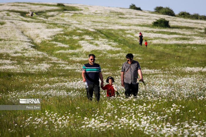 گل‌های بابونه؛ جشن بهار در طبیعت شهرستان نمین