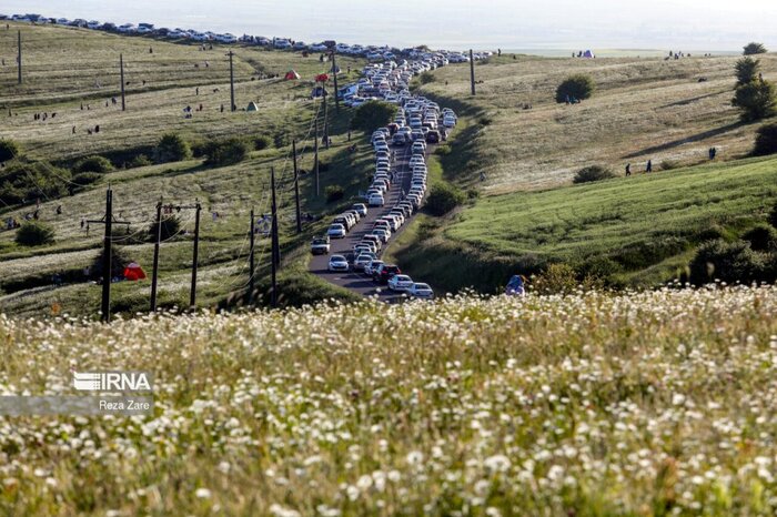 گل‌های بابونه؛ جشن بهار در طبیعت شهرستان نمین