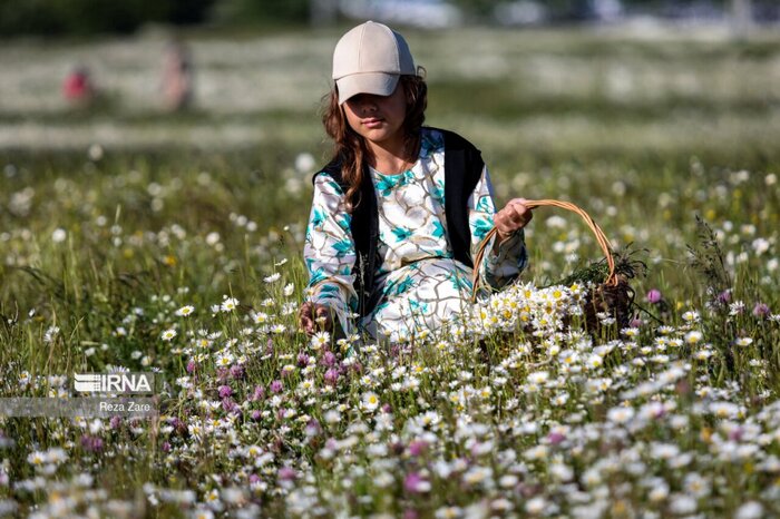 گل‌های بابونه؛ جشن بهار در طبیعت شهرستان نمین