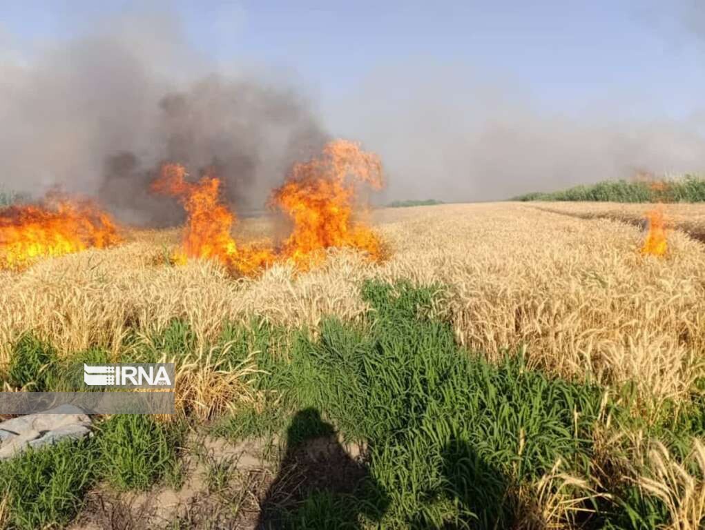 پاسخ مسئولان فارس به یک مطالبه عمومی ؛ امحای کشت‌های آلوده به فاضلاب + فیلم