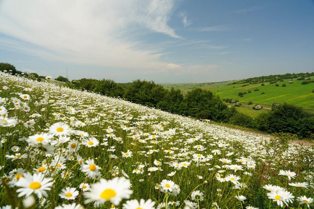 گلهای بابونه؛ جشن بهار در طبیعت شهرستان نمین - ایرنا