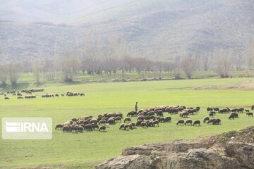 منابع طبیعی: ۱۳۵ سامانه عرفی به دامداران غرب مازندران واگذار شد