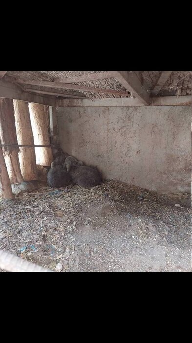 مفقود شدن یک توله خرس قهوهای در پارک پردیسان