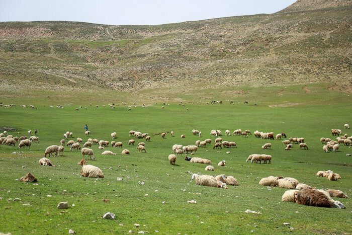 منابع طبیعی: ۱۳۵ سامانه عرفی به دامداران غرب مازندران واگذار شد