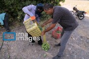 ارتباط توسعه کشت‌های «سایبانی» با رونق کشاورزی در هرمزگان