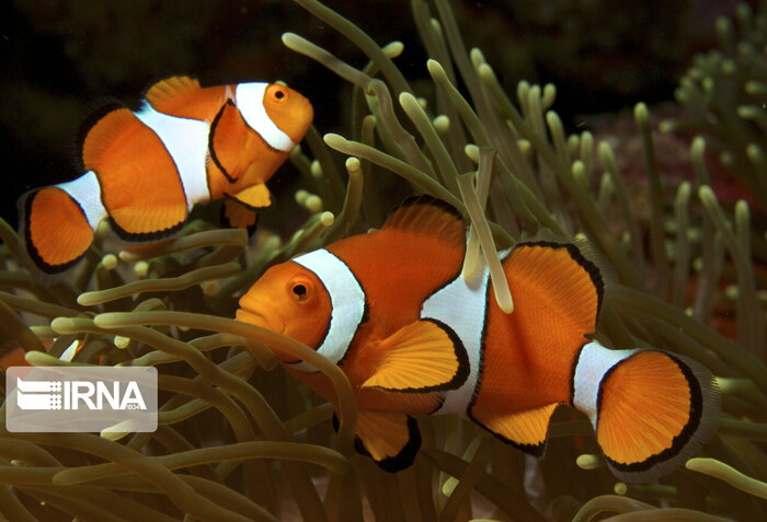 پرچمداری پرورش ماهیان تزئینی در اصفهان و ضرورت تکمیل زنجیره تولید