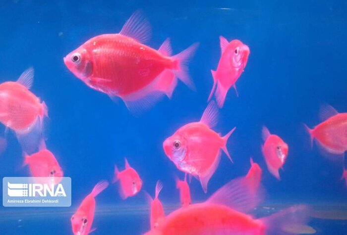 پرچمداری پرورش ماهیان تزئینی در اصفهان و ضرورت تکمیل زنجیره تولید