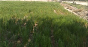 سالیکورنیا معجزه سبز بیابان‌های بوشهر
