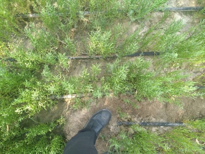 سالیکورنیا معجزه سبز بیابان‌های بوشهر
