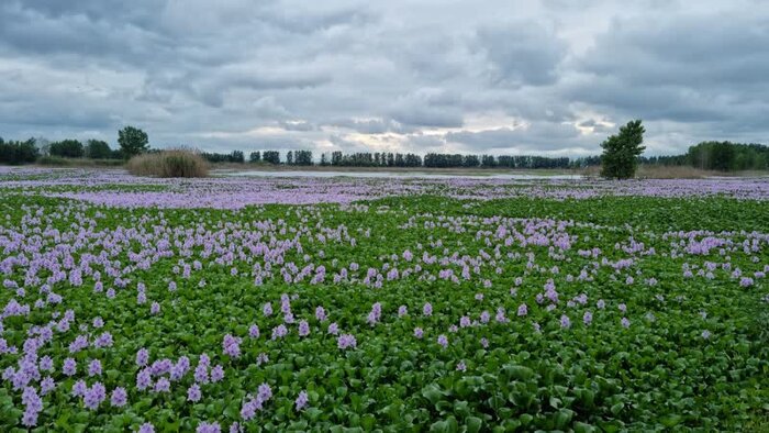 بزمی برای شیطان