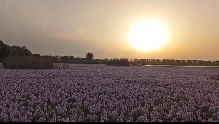 بزمی برای شیطان