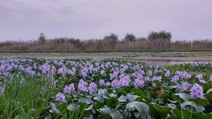 بزمی برای شیطان