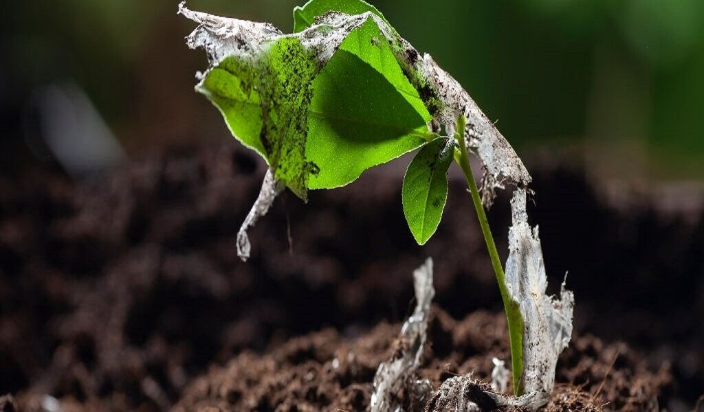 ذرات پلاستیک چگونه وارد سالاد ما میشوند