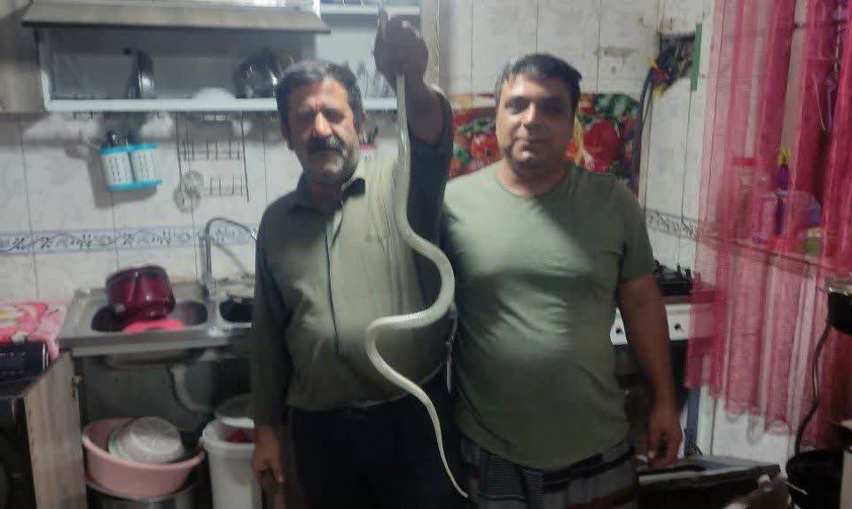 بیش از ۳۰ مار در شریف‌آباد پاکدشت زنده گیری شد