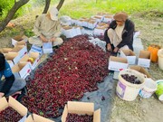 صادرات ۱۰۰ تُن گیلاس پنجشیر به خارج از کشور